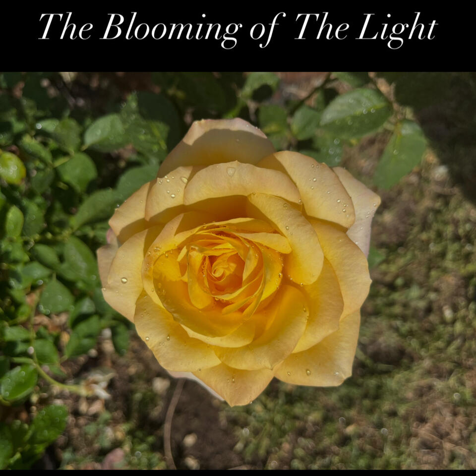 The Blooming of The Light