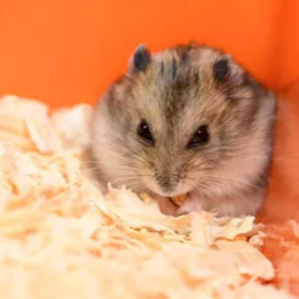 Do Hamsters Eat Their Babies?