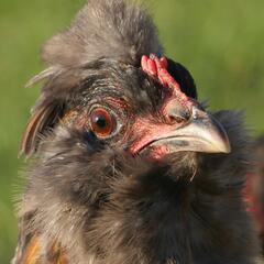 (Joke of the Day) Steve shares some chicken research - Steve & Gina in the Morning Podcast