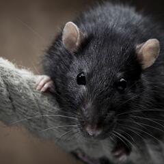The Rat's Nest PodCast