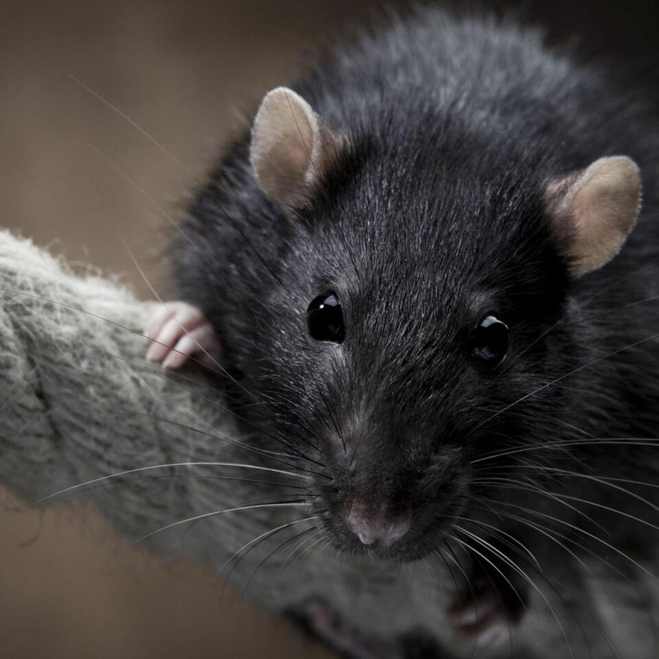 The Rat's Nest PodCast