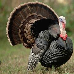 The turkey faces the turkey hunter! (Joke of the Day) - Steve & Gina in the Morning Podcast