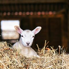 Young girl sells lamb to help her friend who needs a heart transplant (Smile File) - Steve & Gina in the Morning Podcast