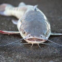 Daddy and daughter land monster fish with kiddie fishing pole! (Smile File) - Steve & Gina in the Morning Podcast