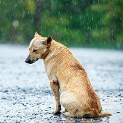 (Smile File) Non-profit's mission: help lost dogs nationwide - Steve & Gina in the Morning Podcast