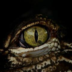 The difference between a crocodile and an alligator (Joke of the Day) - Steve & Gina in the Morning Podcast