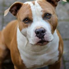 This dog hadn't found his owner in two years (Smile File) - Steve & Gina in the Morning Podcast