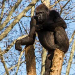(Joke of the Day) A woman has a Gorilla in a tree! - Steve & Gina in the Morning Podcast