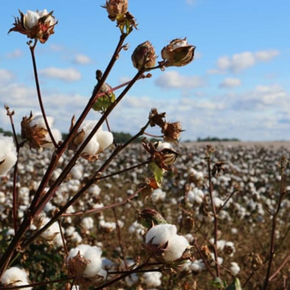 Nov 11 The Cotton Must Be Picked