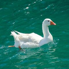 (Joke of the Day) A duck, a goose and a lawyer... - Steve & Gina in the Morning Podcast