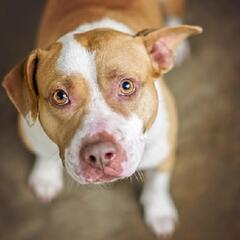 (Smile File) Woman who is an angel for animals gets surprise help from admirers - Steve & Gina in the Morning Podcast
