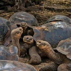 The frolicking tortoises (Joke of the Day) - Steve & Gina in the Morning Podcast