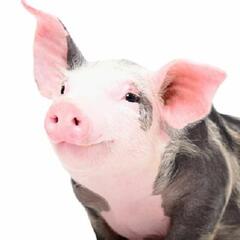 Is that a pig in the hallway? (Smile File) - Steve & Gina in the Morning Podcast