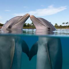 Two dolphins decide they're smarter than humans (Joke of the Day) - Steve & Gina in the Morning Podcast