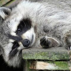 (Smile File) Wasted "Trash Panda" Appearing on Clothing - Steve & Gina in the Morning Podcast