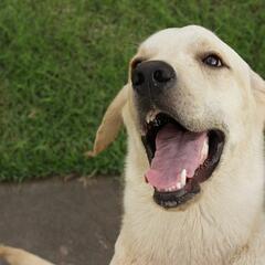 The canine magician (Joke of the Day) - Steve & Gina in the Morning Podcast