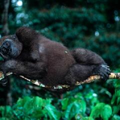 Woman with gorilla in her tree seeks help (Joke of the Day) - Steve & Gina in the Morning Podcast
