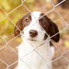 (Smile File) Take a lonely dog on a Valentine date! - Steve & Gina in the Morning Podcast