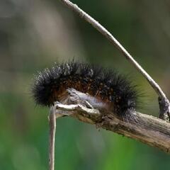 (Joke of the Day) A caterpillar's greatest fear - Steve & Gina in the Morning Podcast