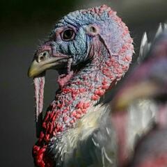 A turkey on stilts? (Joke of the Day) - Steve & Gina in the Morning Podcast