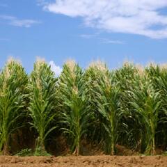 Celebrating a huge anniversary for Charlie Brown and friends-in corn! (Smile File) - Steve & Gina in the Morning Podcast