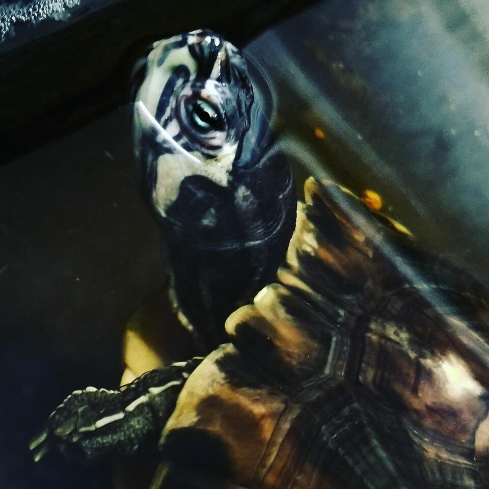 Turtle Talk Podcast