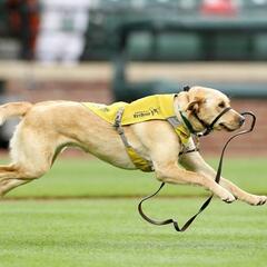 The 'Bat Dog' retires (Smile File) - Steve & Gina in the Morning Podcast