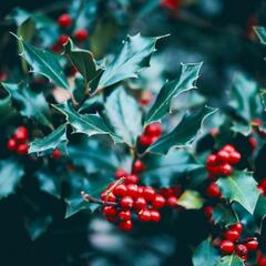 Ep. 54 - Christmas! - Growing Patriots