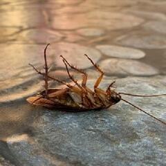 (Joke of the Day) Bob complains of a dead cockroach in his hotel room - Steve & Gina in the Morning Podcast