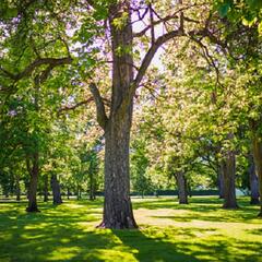 (Joke of the Day) Little Johnny asks, "Do trees p--p?" - Steve & Gina in the Morning Podcast