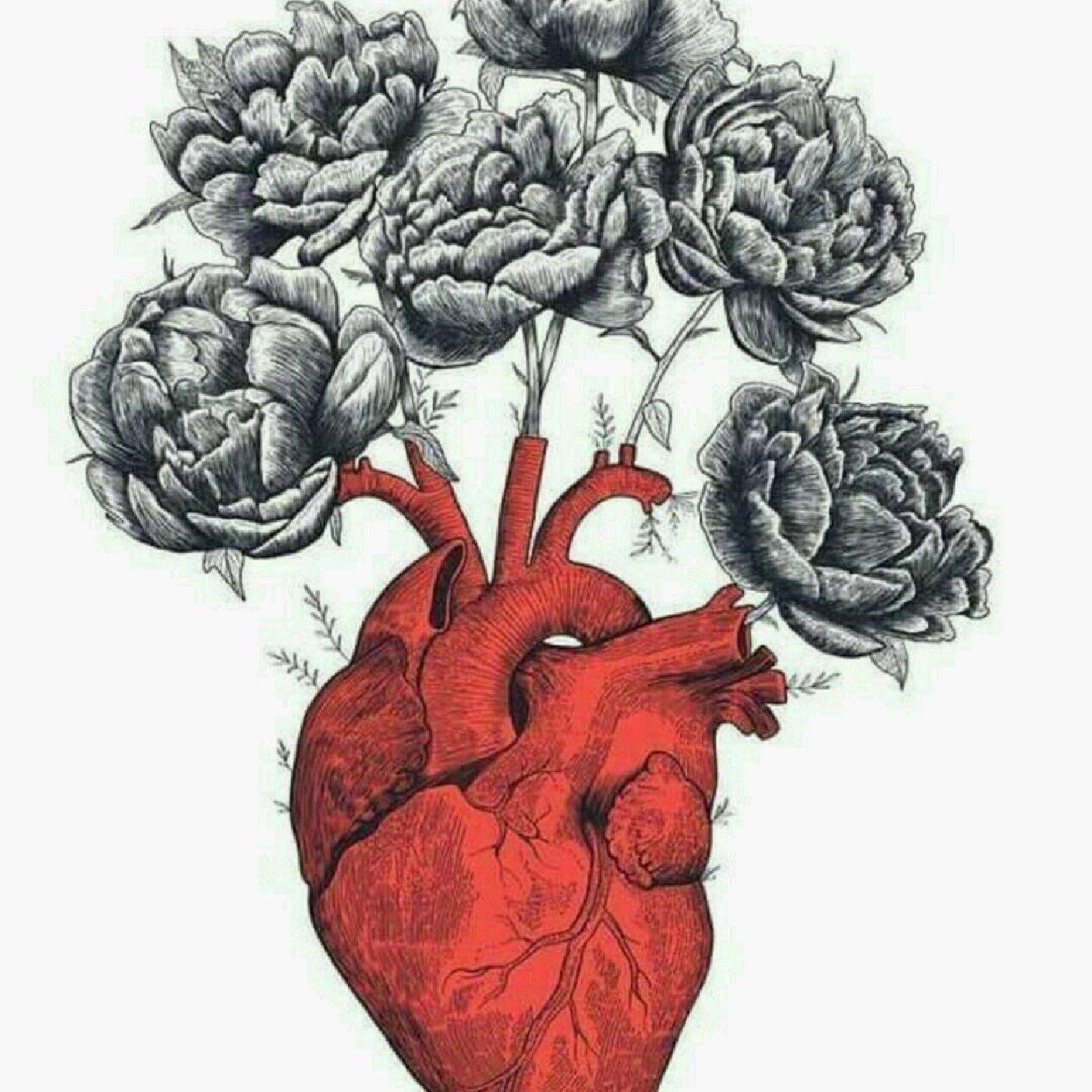 Сердце человека скетч