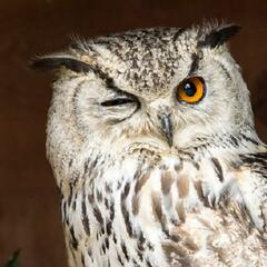 A man who gives a HOOT (Joke of the Day) - Steve & Gina in the Morning Podcast