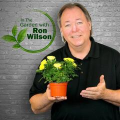 Avoiding poison hemlock, poison ivy, and the mob - In The Garden With Ron Wilson