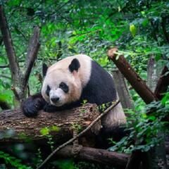 (Smile File) Magazine for Pandas Is Good for Your Mental Health - Steve & Gina in the Morning Podcast