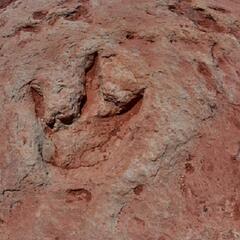 Amazing footprints-young girl and mother discover during a walk - Steve & Gina in the Morning Podcast