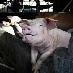 (Joke of the Day) Amazing life-saving pig - Steve & Gina in the Morning Podcast