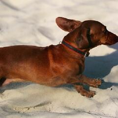 (Smile File) Dachshund survives in wild for nearly a hear and a half - Steve & Gina in the Morning Podcast