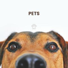 Pets