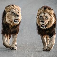 (Joke of the Day) Two lions shopping - Steve & Gina in the Morning Podcast