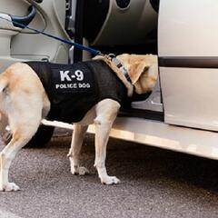 Rescue dogs are the newest cops in this Alabama town (Smile File) - Steve & Gina in the Morning Podcast
