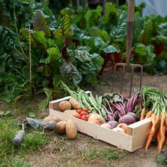 10-year-old puts her 'green thumb' to work to help the less fortunate (Smile File) - Steve & Gina in the Morning Podcast