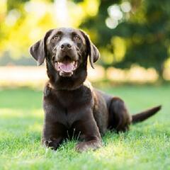 Community jumps into action to help a dog in a bad predicament (Smile File) - Steve & Gina in the Morning Podcast