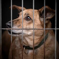 (Smile File) Little boy serenades shelter pets - Steve & Gina in the Morning Podcast