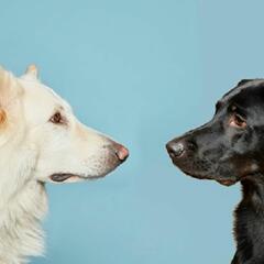(Joke of the Day)  Two women debate who has the smartest dog - Steve & Gina in the Morning Podcast