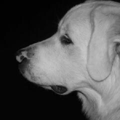 (Smile File) Family has dog to thank for the return of their son! - Steve & Gina in the Morning Podcast