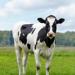 (Joke of the Day) So a lawyer buys a farm... - Steve & Gina in the Morning Podcast