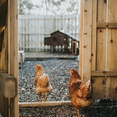 (Joke of the Day) Steve helps build a chicken coop! - Steve & Gina in the Morning Podcast
