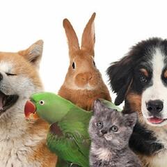 Little girl's love for animals inspires her to become an author (Smile File) - Steve & Gina in the Morning Podcast