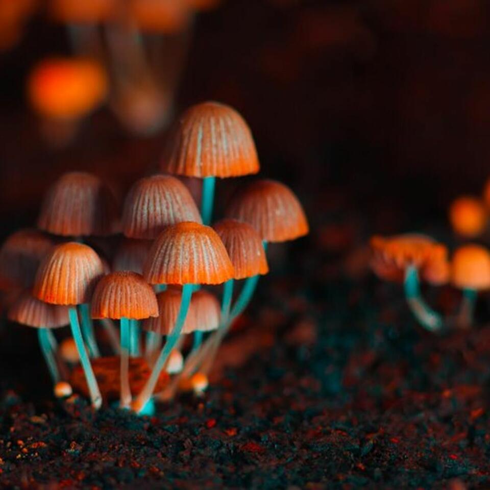 Easy Psychedelic Mushroom Cultivation