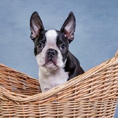 (Smile File) A little dog survives a harrowing near-death experience! - Steve & Gina in the Morning Podcast